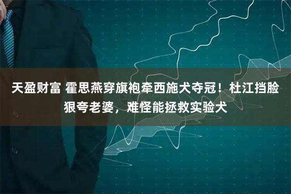 天盈财富 霍思燕穿旗袍牵西施犬夺冠！杜江挡脸狠夸老婆，难怪能拯救实验犬